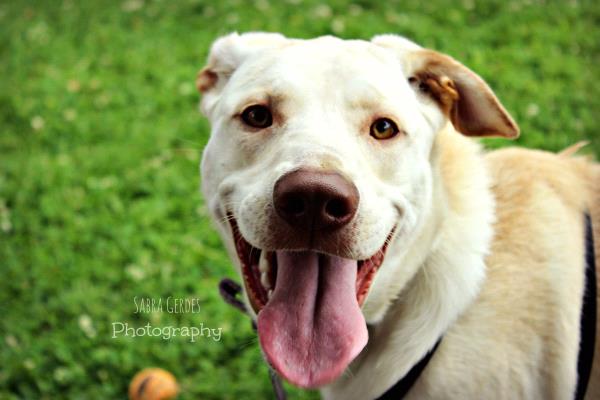 /Images/uploads/Humane Society of Utah/HSU2018/entries/4078thumb.jpg